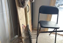 Your Retirement Life: Spearing Northern Pike on the Ice